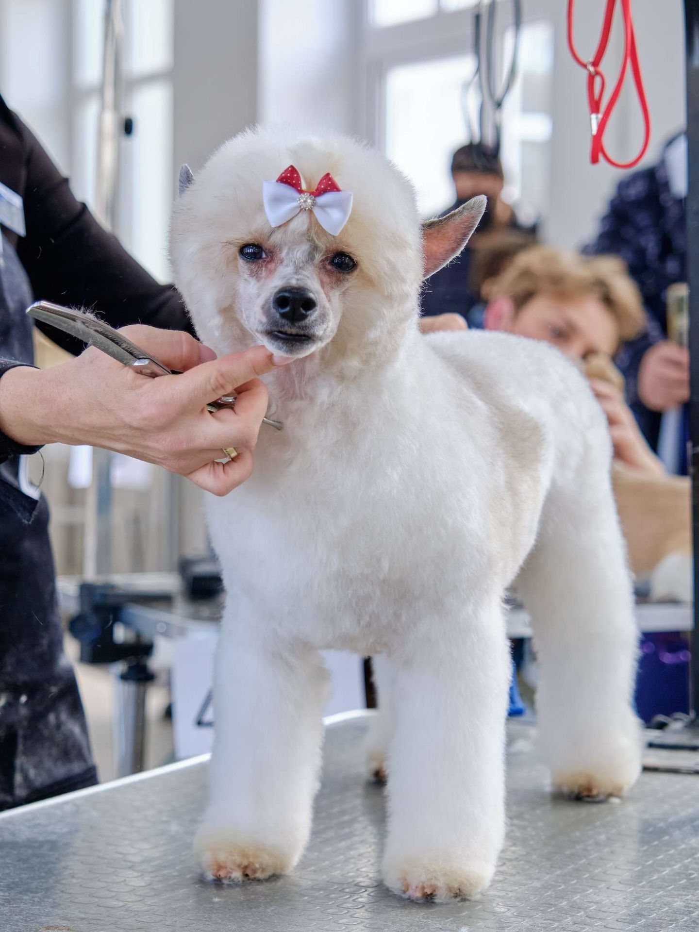 Poodle parlour pet
